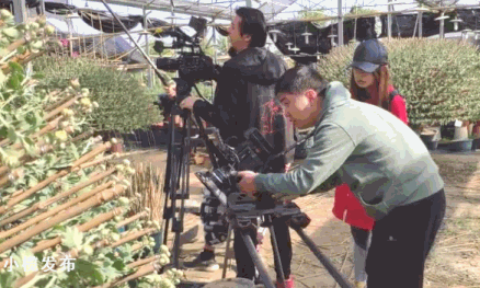 菊花2.gif