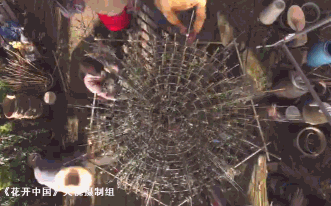 菊花4.gif