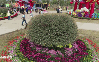菊花8.gif